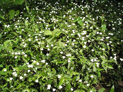 ���ƒ�̉ԂƎČ��E��