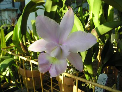 ���ƒ�̉ԂƎČ��E��