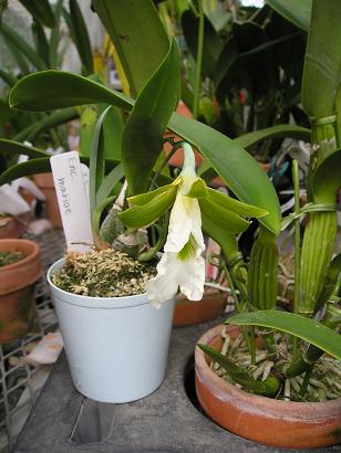 ���ƒ�̉ԂƎČ��E��