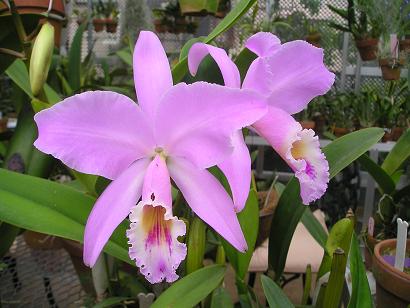 ���ƒ�̉ԂƎČ��E��