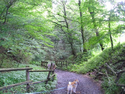 ���ƒ�̉ԂƎČ��E��