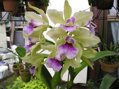 ���ƒ�̉ԂƎČ��E��