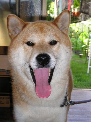 ���ƒ�̉ԂƎČ��E��