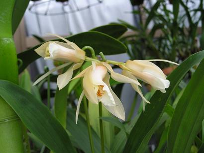 ���ƒ�̉ԂƎČ��E��