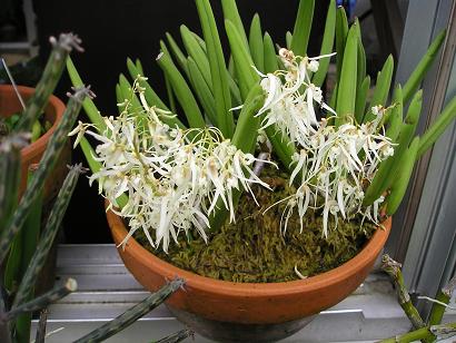 ���ƒ�̉ԂƎČ��E��