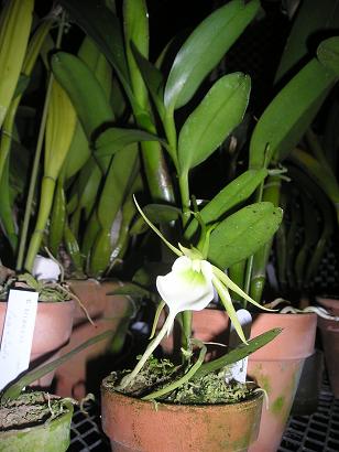 ���ƒ�̉ԂƎČ��E��