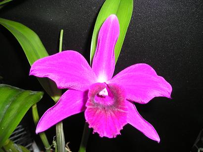 ���ƒ�̉ԂƎČ��E��