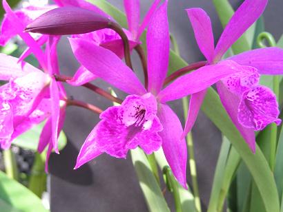 ���ƒ�̉ԂƎČ��E��