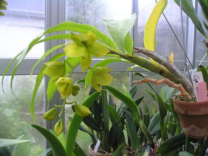 ���ƒ�̉ԂƎČ��E��