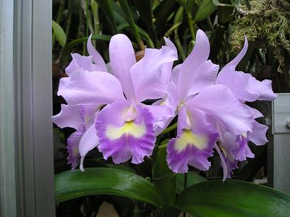 ���ƒ�̉ԂƎČ��E��