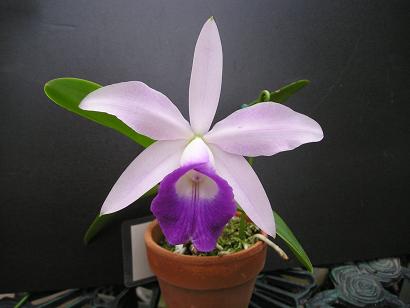 ���ƒ�̉ԂƎČ��E��