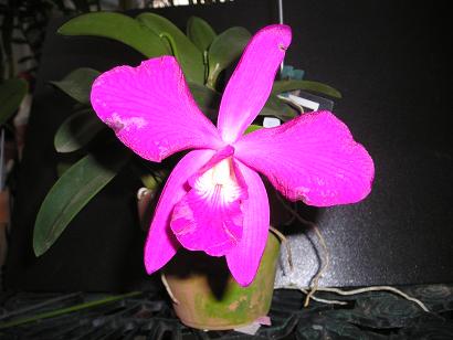 ���ƒ�̉ԂƎČ��E��