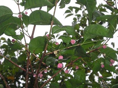 ���ƒ�̉ԂƎČ��E��