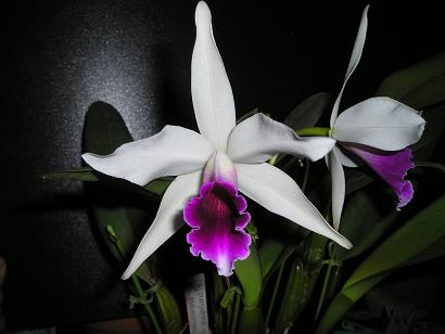 ���ƒ�̉ԂƎČ��E��