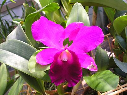 ���ƒ�̉ԂƎČ��E��