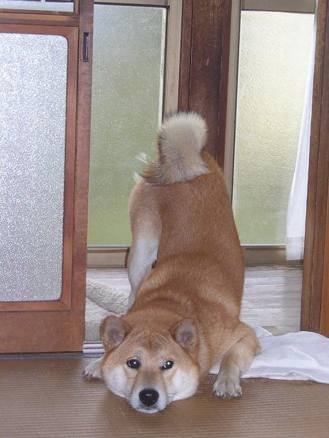 ���ƒ�̉ԂƎČ��E��