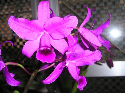 ���ƒ�̉ԂƎČ��E��