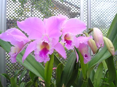 ���ƒ�̉ԂƎČ��E��