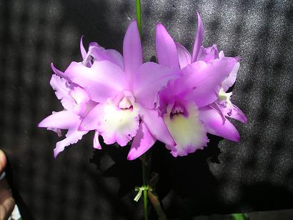 ���ƒ�̉ԂƎČ��E��