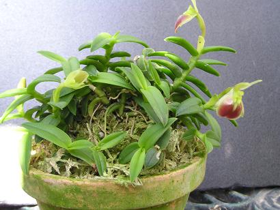 ���ƒ�̉ԂƎČ��E��