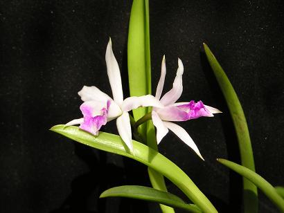 ���ƒ�̉ԂƎČ��E��