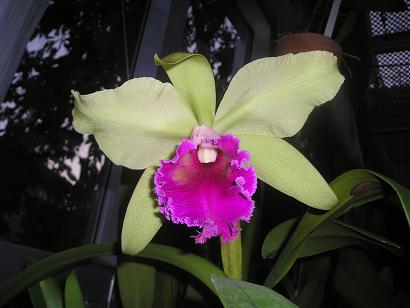 ���ƒ�̉ԂƎČ��E��