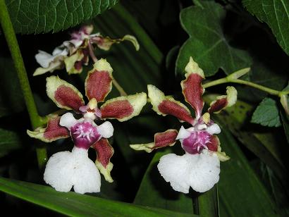 ���ƒ�̉ԂƎČ��E��