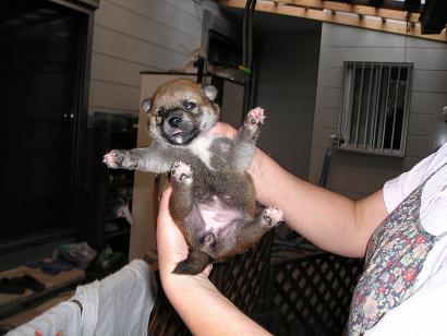 ���ƒ�̉ԂƎČ��E��