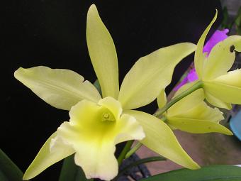 ���ƒ�̉ԂƎČ��E��