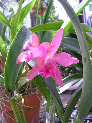 ���ƒ�̉ԂƎČ��E��