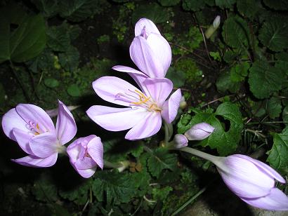 ���ƒ�̉ԂƎČ��E��