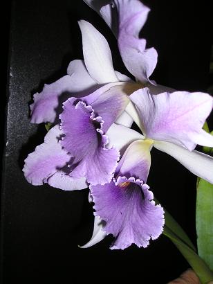 ���ƒ�̉ԂƎČ��E��