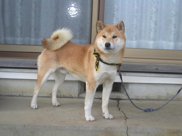 ���ƒ�̉ԂƎČ��E��