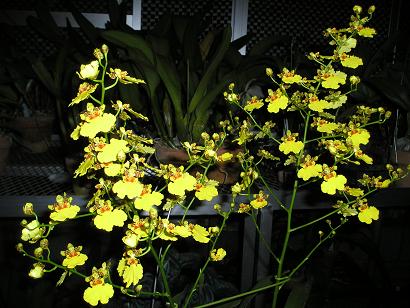 ���ƒ�̉ԂƎČ��E��