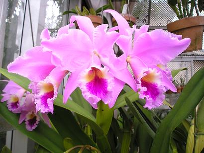 ���ƒ�̉ԂƎČ��E��