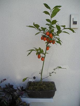 ���ƒ�̉ԂƎČ��E��