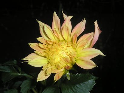 ���ƒ�̉ԂƎČ��E��