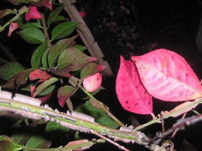 ���ƒ�̉ԂƎČ��E��