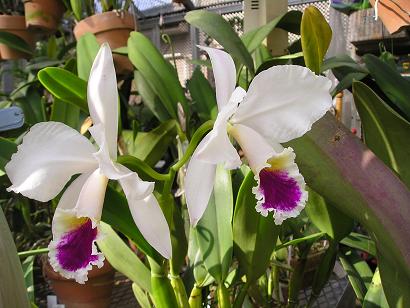 ���ƒ�̉ԂƎČ��E��