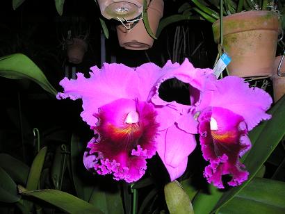 ���ƒ�̉ԂƎČ��E��