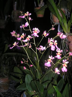 ���ƒ�̉ԂƎČ��E��