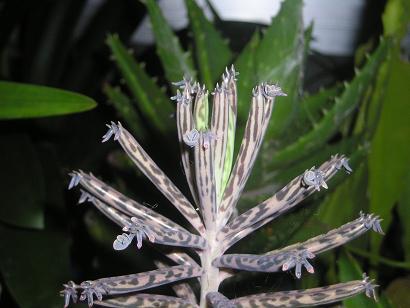 ���ƒ�̉ԂƎČ��E��