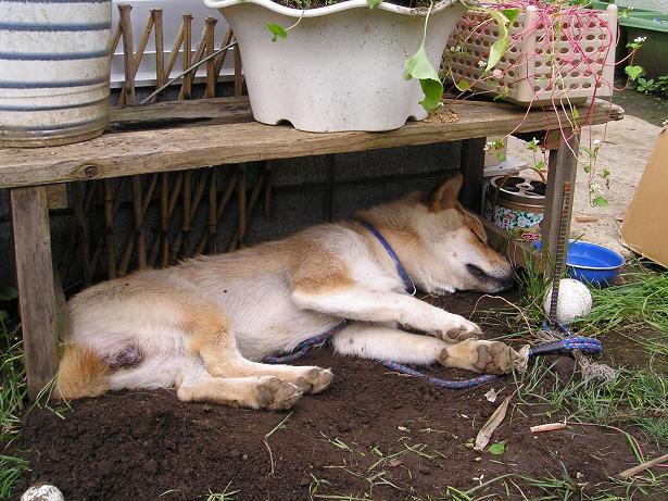 ���ƒ�̉ԂƎČ��E��