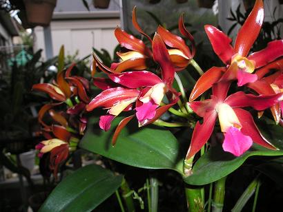 ���ƒ�̉ԂƎČ��E��