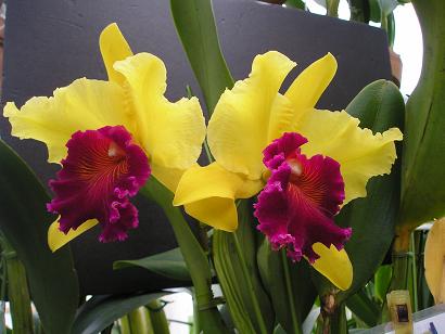 ���ƒ�̉ԂƎČ��E��