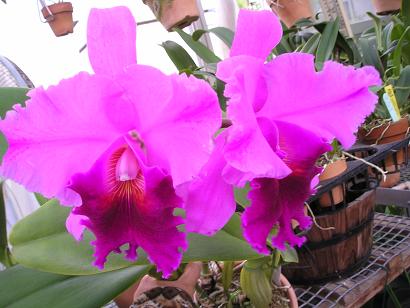 ���ƒ�̉ԂƎČ��E��