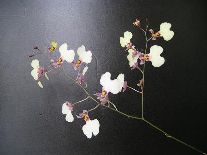 ���ƒ�̉ԂƎČ��E��