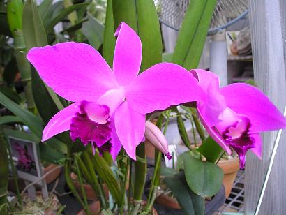 ���ƒ�̉ԂƎČ��E��