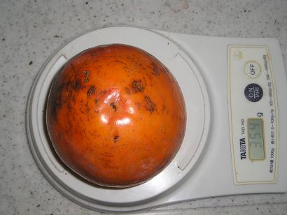 ���ƒ�̉ԂƎČ��E��