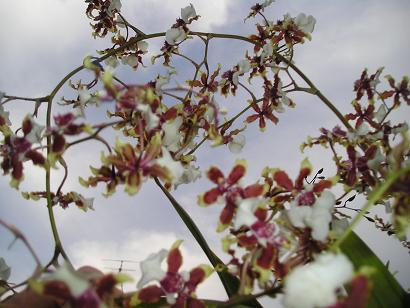 ���ƒ�̉ԂƎČ��E��